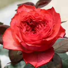 Red Coral Rose Plant