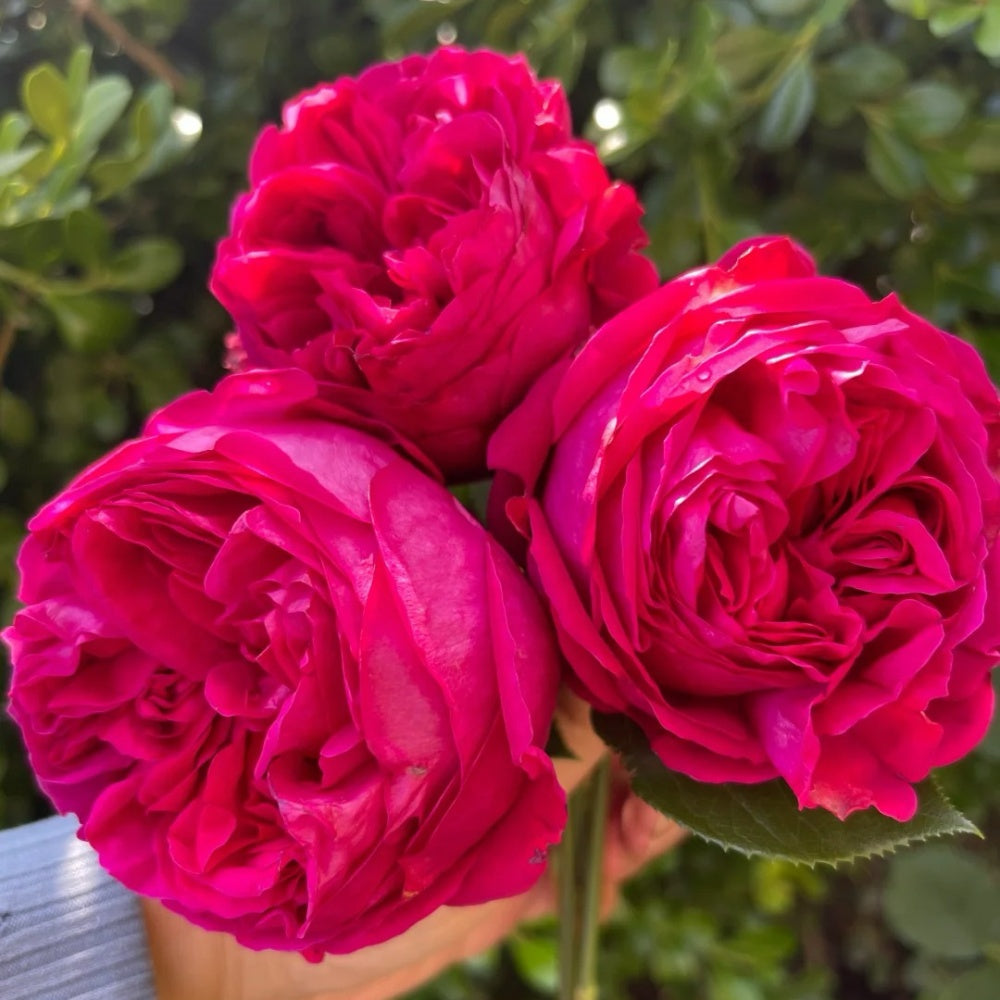 Ellen's Red Rocks Roses Red Eden Rose Plant|红色龙沙宝石 – Rose_Explosion