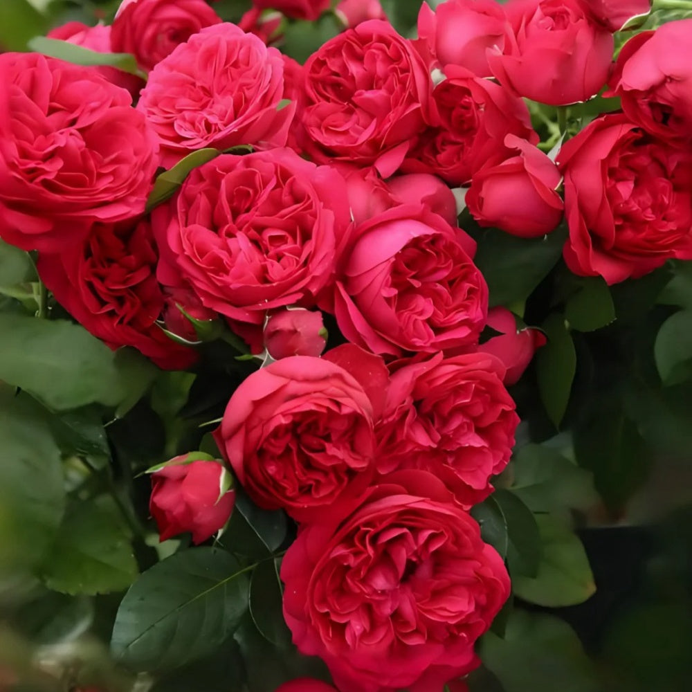 Ellen's Red Rocks Roses Red Eden Rose Plant|红色龙沙宝石 – Rose_Explosion