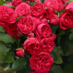 Red Eden Rose Plant