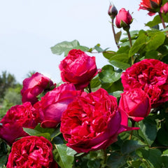 Red Eden Rose Plant