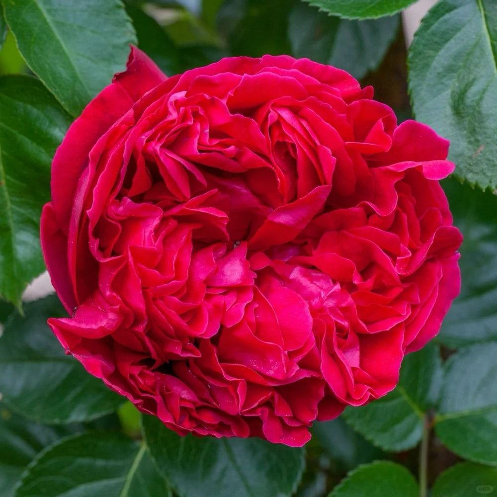 Esen Ruse Red Eden Rose Plant|红色龙沙宝石 – Rose_Explosion