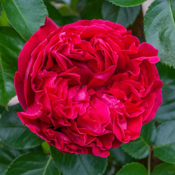 Red Eden Rose Plant｜红色龙沙宝石 – Rose_Explosion