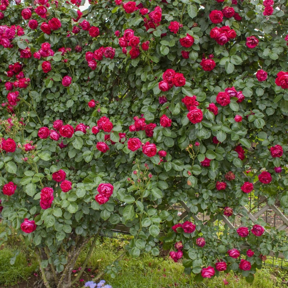 Ellen's Red Rocks Roses Red Eden Rose Plant|红色龙沙宝石 – Rose_Explosion