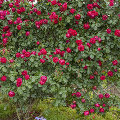 Red Eden Rose Plant