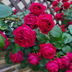 Red Eden Rose Plant