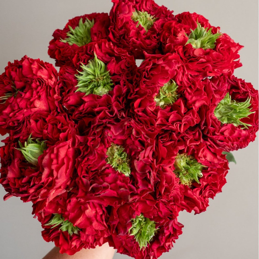 Red Eye Roses Red Eye Rose Plant|红眼睛 – Rose_Explosion