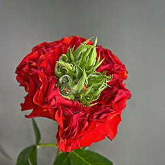 Red Eye Rose Plant