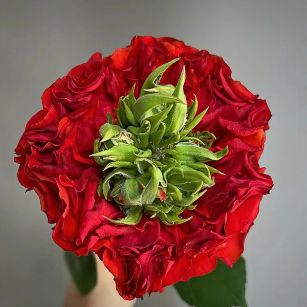 Red Eye Rose Plant|红眼睛 – Rose_Explosion