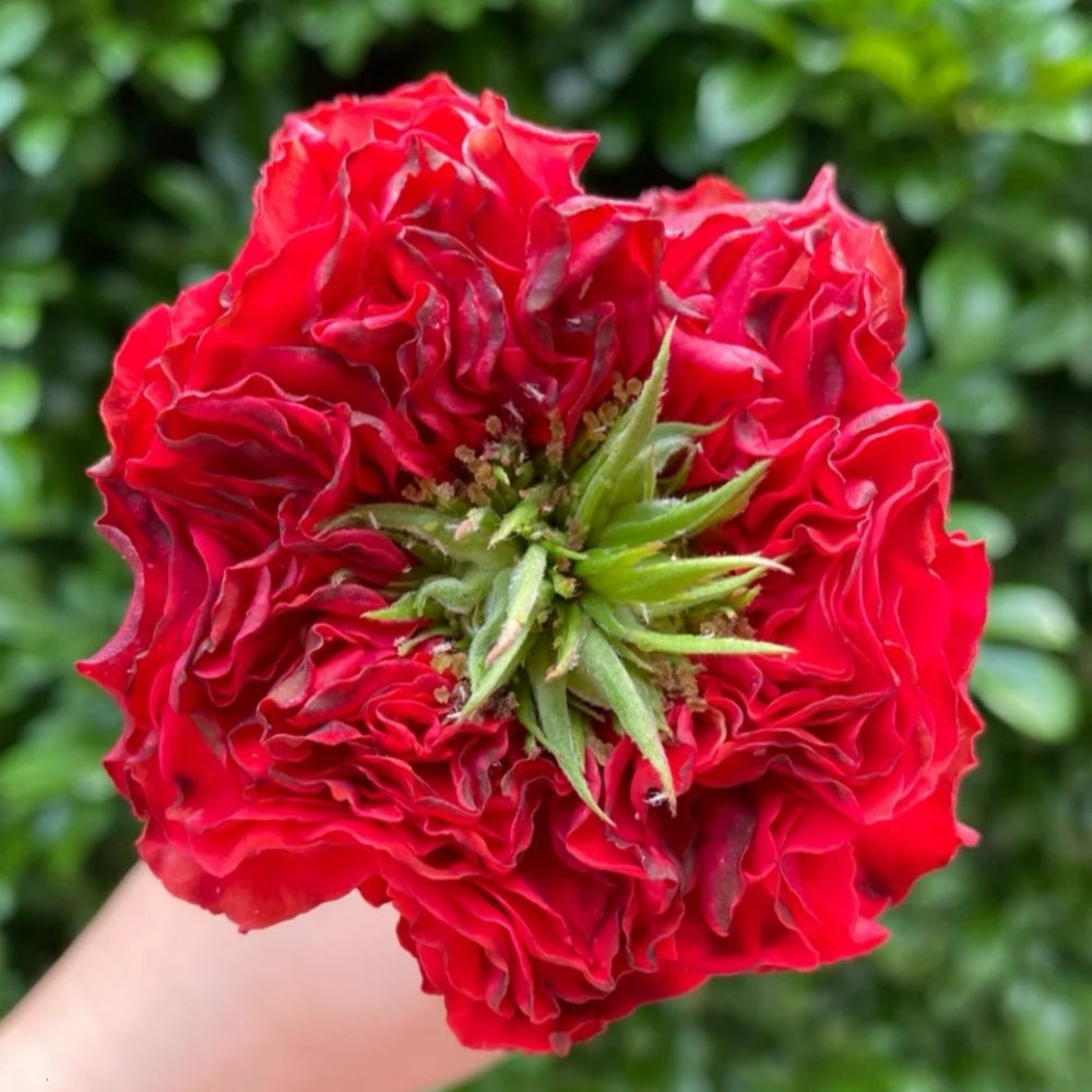 Red Eye Roses Red Eye Rose Plant|红眼睛 – Rose_Explosion