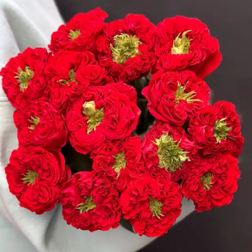 Red Eye Roses Red Eye Rose Plant|红眼睛 – Rose_Explosion