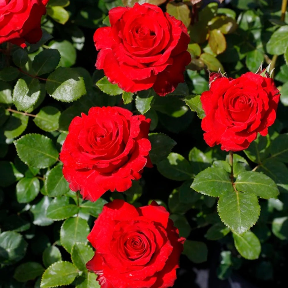 Red In France Red France Rose Plant|法国红 – Rose_Explosion