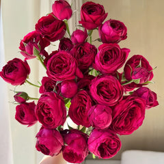 Red Lace Rose