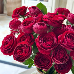 Red Lace Rose
