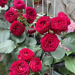 Red Lace Rose