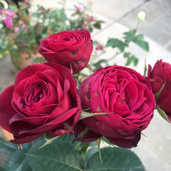 Red Lace Rose
