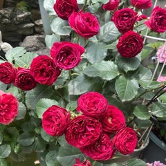 Red Lace Rose