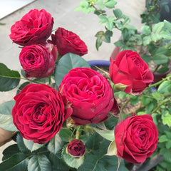 Red Lace Rose