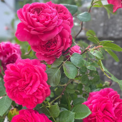 Red Leonardo da Vinci Rose Plant