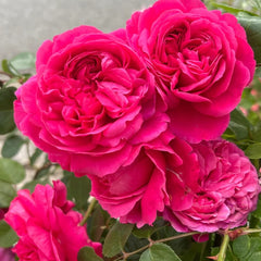 Red Leonardo da Vinci Rose Plant