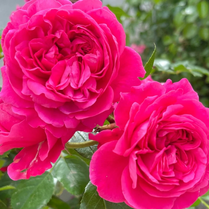 Red Leonardo da Vinci Rose Plant