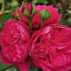 Red Leonardo da Vinci Rose Plant