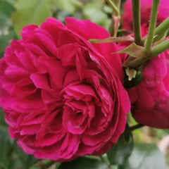 Red Leonardo da Vinci Rose Plant｜红色达芬奇