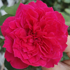 Red Ribbon Ruban Rouge Rose Plant 