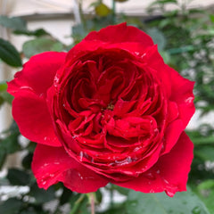 Red Ribbon Ruban Rouge Rose Plant 