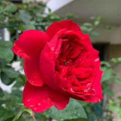 Red Ribbon Ruban Rouge Rose Plant 