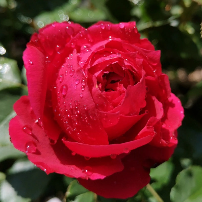 Red Ribbion Roses Red Ribbon Ruban Rouge Rose Plant |红丝带 – Rose_Explosion
