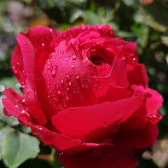 Red Ribbon Ruban Rouge Rose Plant 