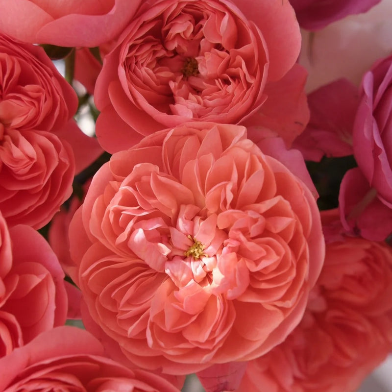 Red Juicy Rose Plant