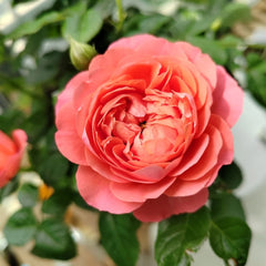 Red Juicy Rose Plant