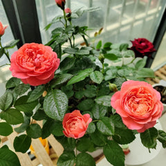 Red Juicy Rose Plant