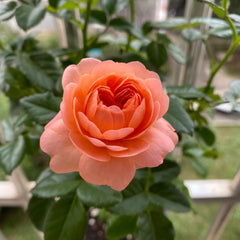 Red Juicy Rose Plant