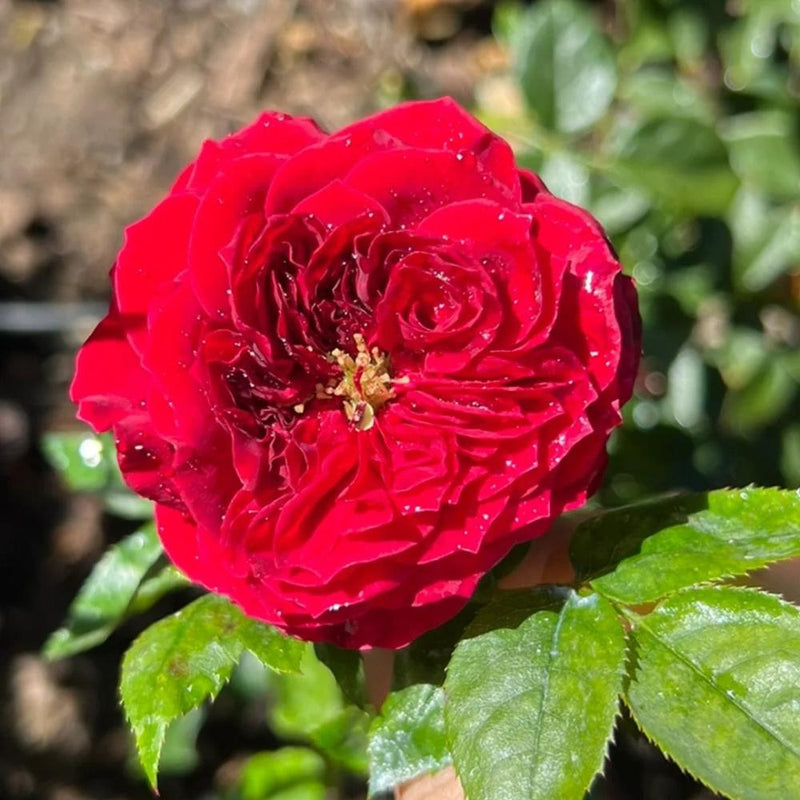 Red Piano Rose 