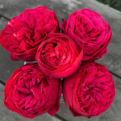 Red Piano Rose 