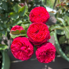 Red Piano Rose 