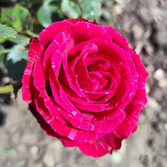 Red lntuition Rose Plant|红色直觉