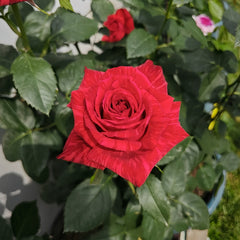 Red lntuition Rose Plant|红色直觉