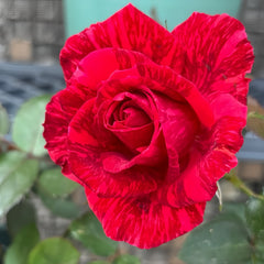 Red lntuition Rose Plant|红色直觉