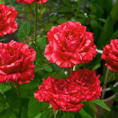 Red lntuition Rose Plant|红色直觉