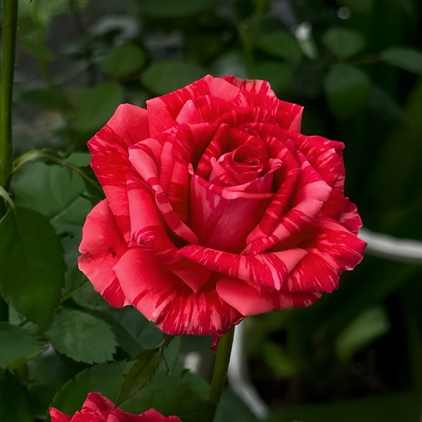 Red lntuition Rose Plant|红色直觉
