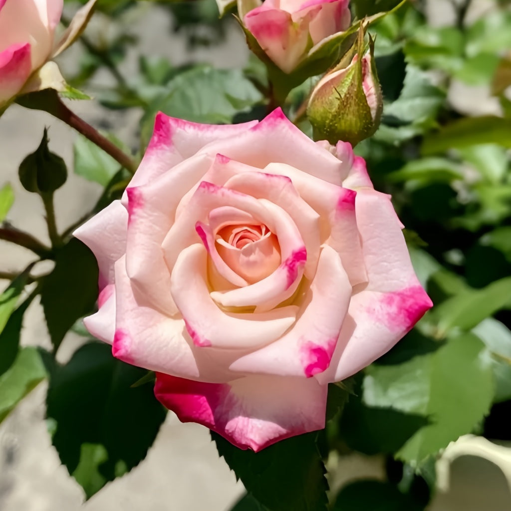 Relex Roses Reflex Rose Plant|折射泡泡 – Rose_Explosion