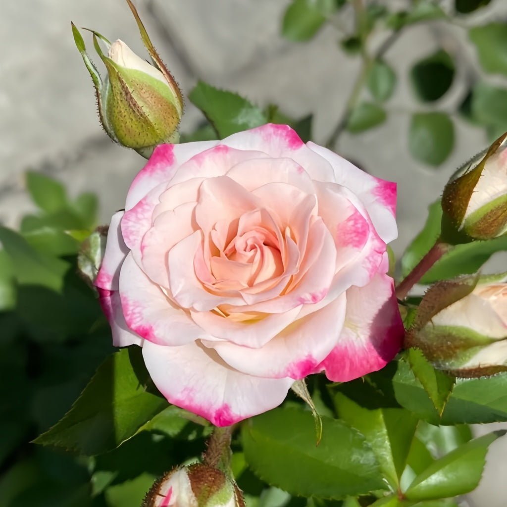 Reflex Rose Plant|折射泡泡 – Rose_Explosion