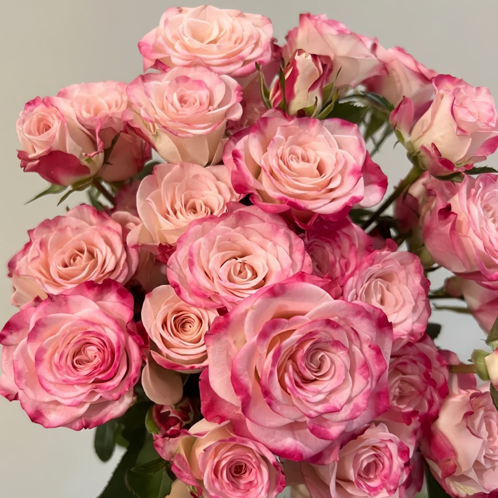 Reflex Rose Plant|折射泡泡 – Rose_Explosion