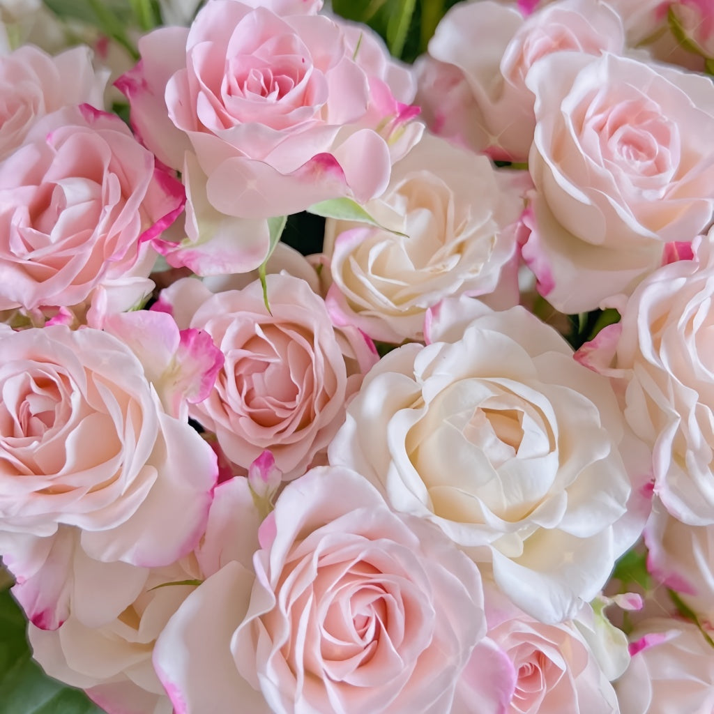 Reflex Rose Plant|折射泡泡 – Rose_Explosion