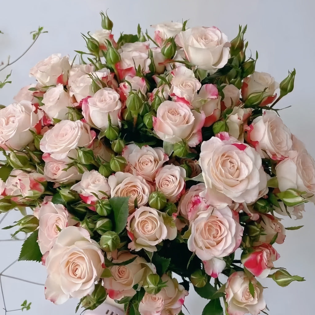 Reflex Rose Plant|折射泡泡 – Rose_Explosion