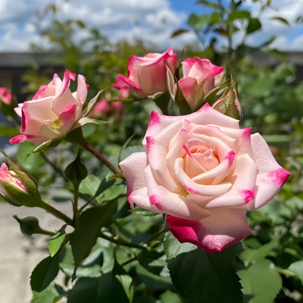 Relex Roses Reflex Rose Plant|折射泡泡 – Rose_Explosion